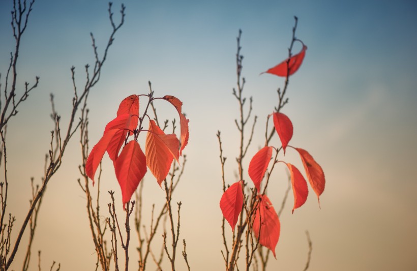 秋季金黃的山毛榉樹葉圖片