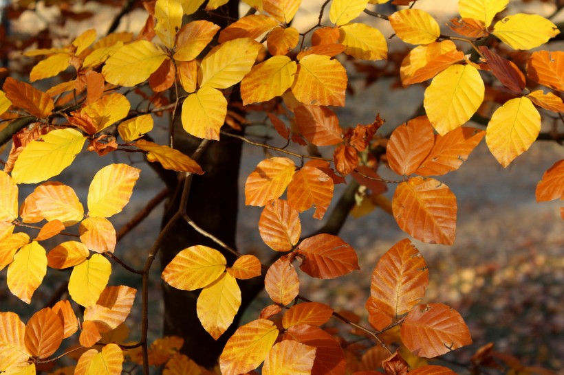 秋季金黃的山毛榉樹葉圖片
