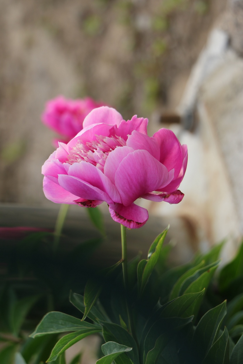 争芳鬥豔的芍藥花圖片