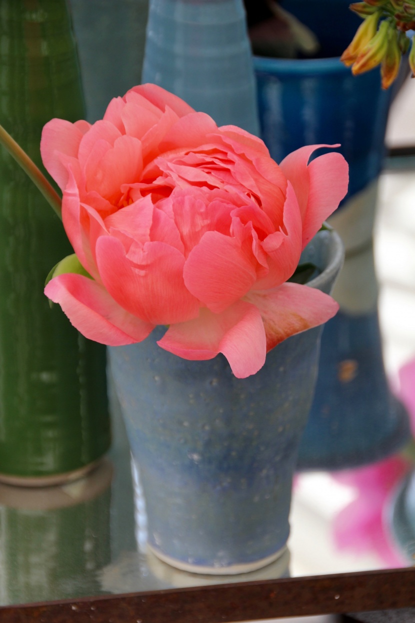 争芳鬥豔的芍藥花圖片