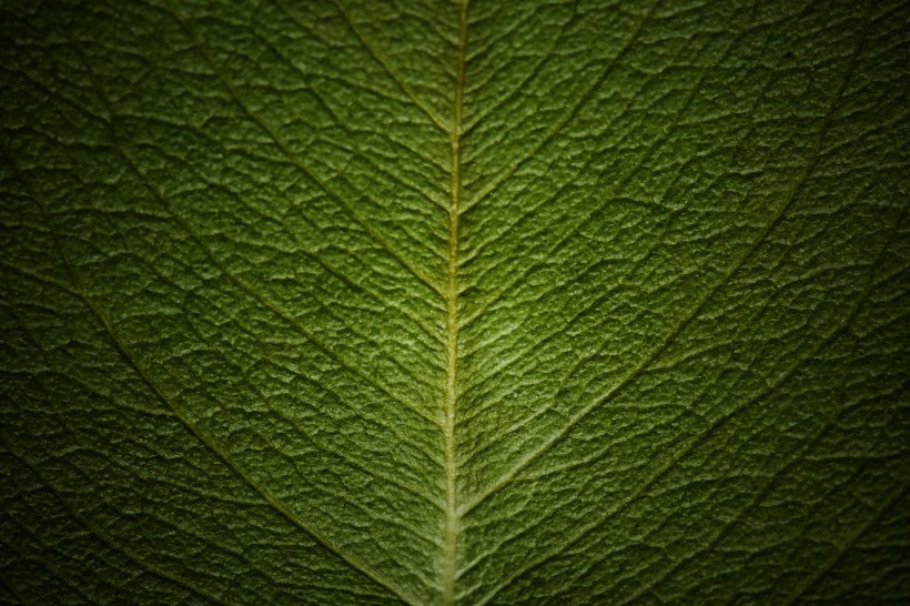 鮮嫩綠色的樹葉圖片