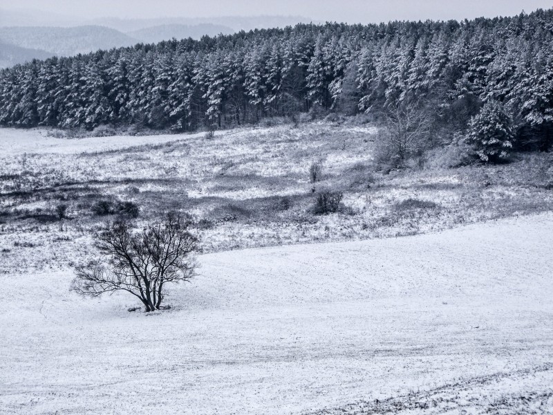 大雪覆蓋下挺拔的松樹圖片