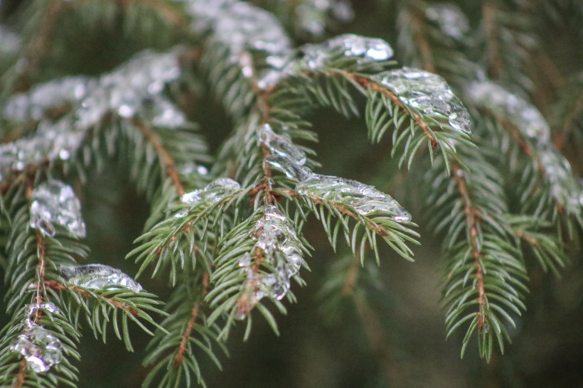 大雪覆蓋下挺拔的松樹圖片