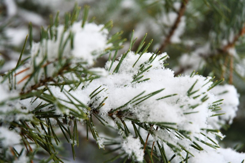 大雪覆蓋下挺拔的松樹圖片