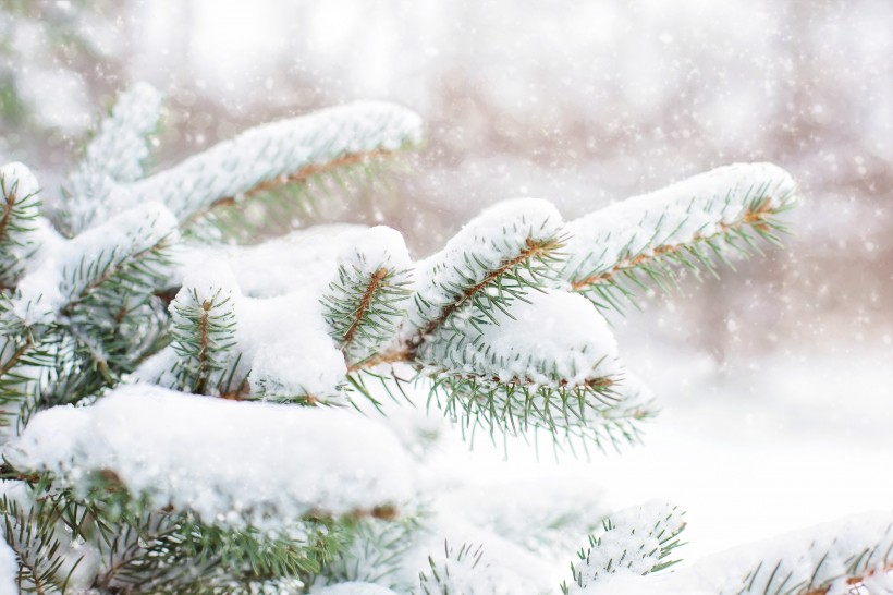 大雪覆蓋下挺拔的松樹圖片