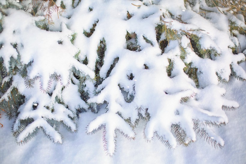 大雪覆蓋下挺拔的松樹圖片