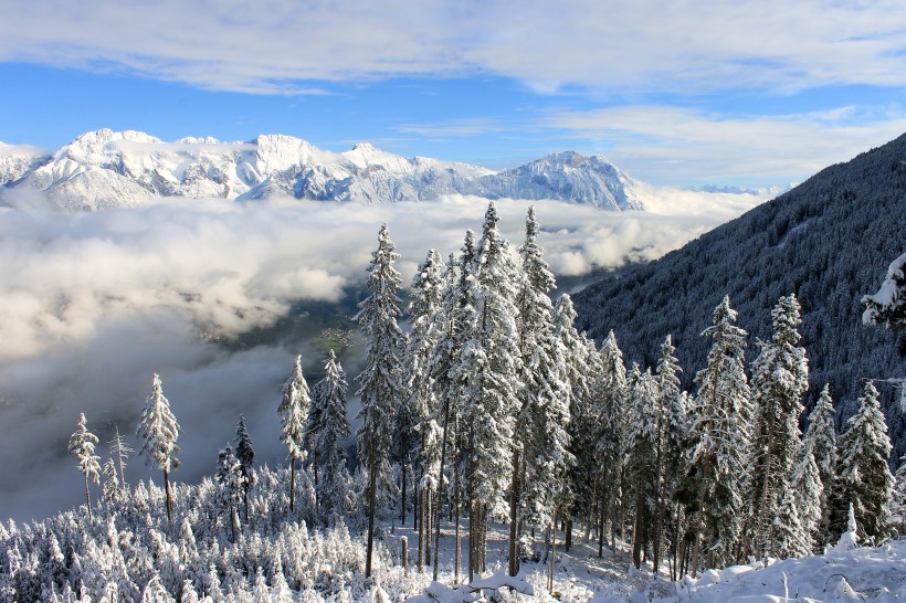 大雪覆蓋下挺拔的松樹圖片