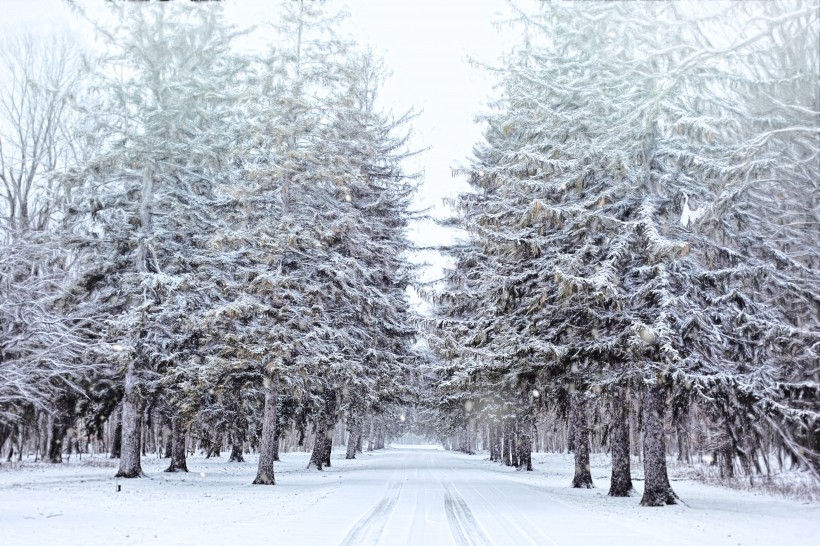 大雪覆蓋下挺拔的松樹圖片
