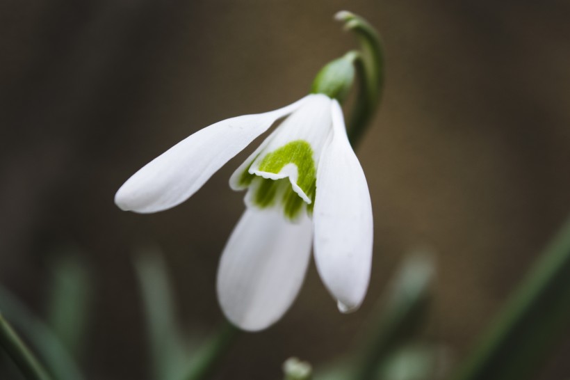 純潔如雪的雪花蓮圖片