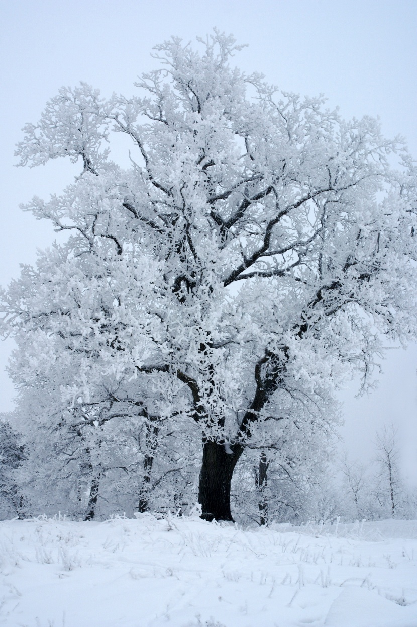 冬日裡的雪樹的特寫圖片