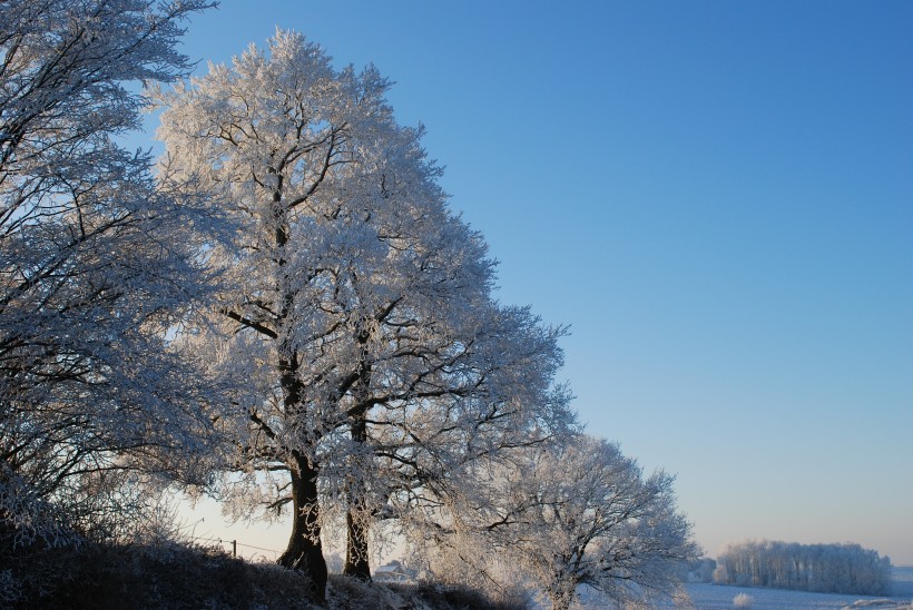 冬日裡的雪樹的特寫圖片