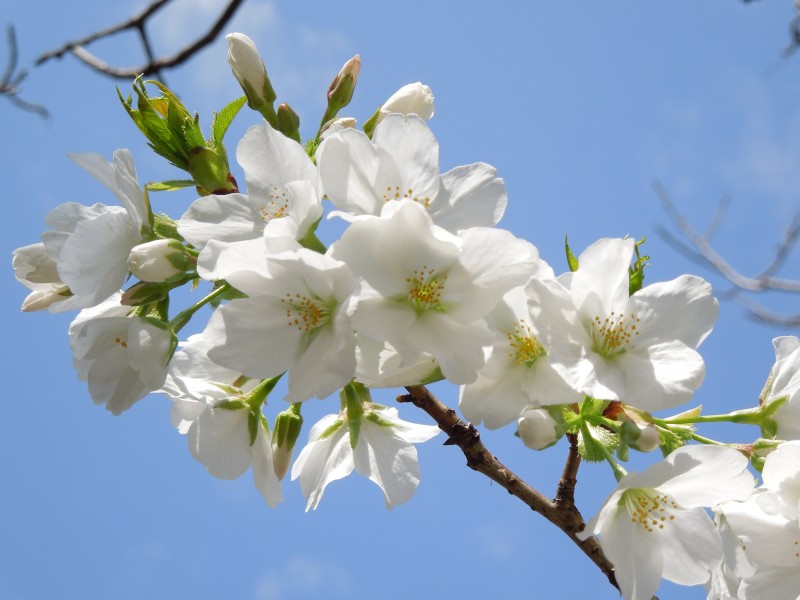 樹梢上白色的櫻花圖片