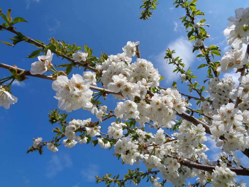 樹梢上白色的櫻花圖片