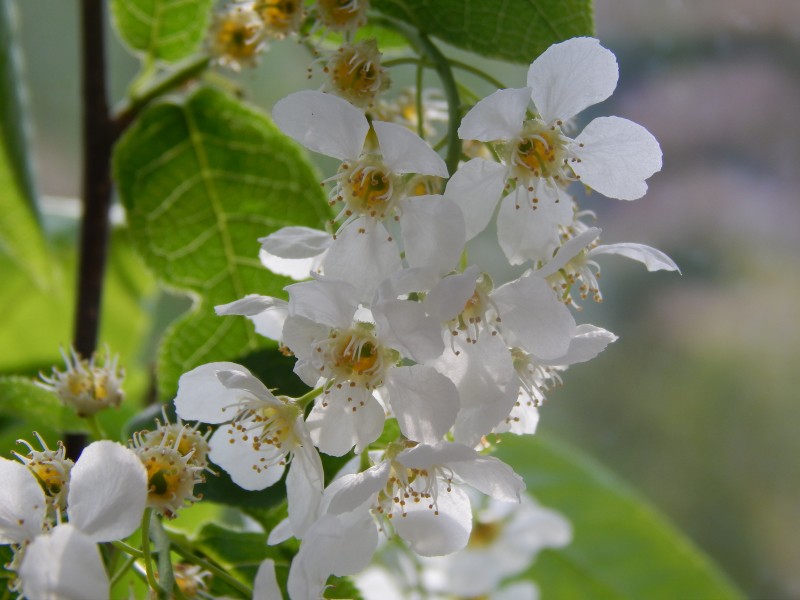 絢爛盛開的白色櫻花圖片