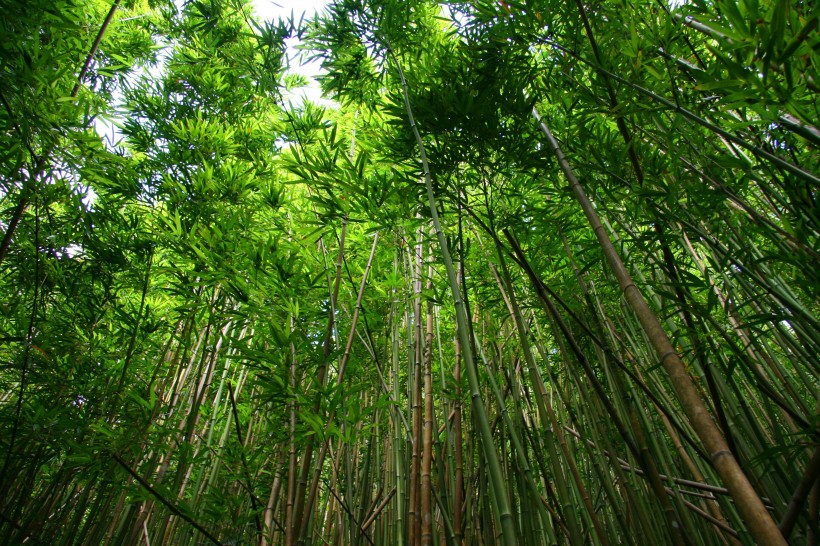 四季青翠挺拔的竹子圖片