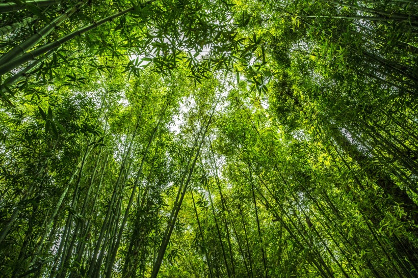 四季青翠挺拔的竹子圖片