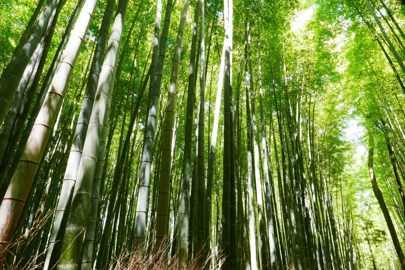 四季青翠挺拔的竹子圖片