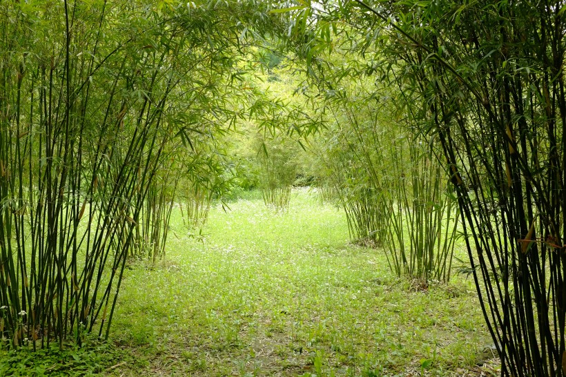 四季青翠挺拔的竹子圖片