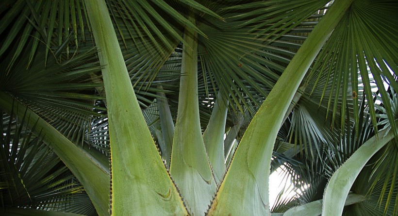 綠色高大的棕榈樹圖片