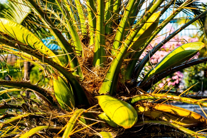 綠色高大的棕榈樹圖片
