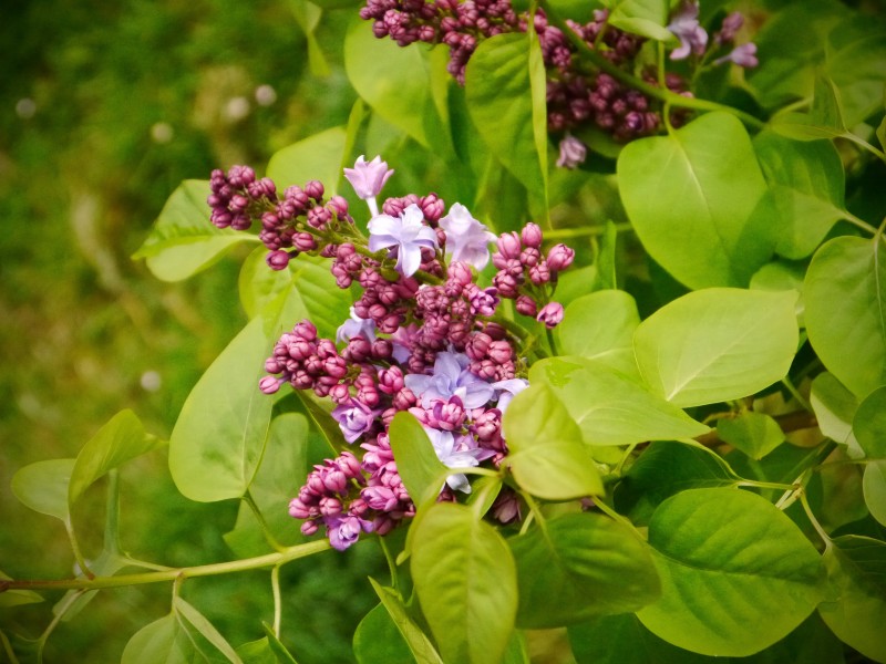 熱鬧盛開的丁香花圖片