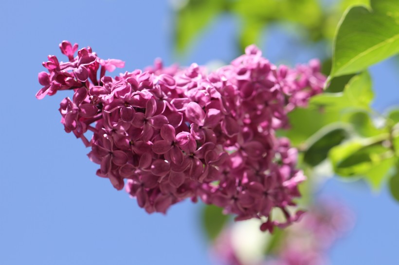 熱鬧盛開的丁香花圖片