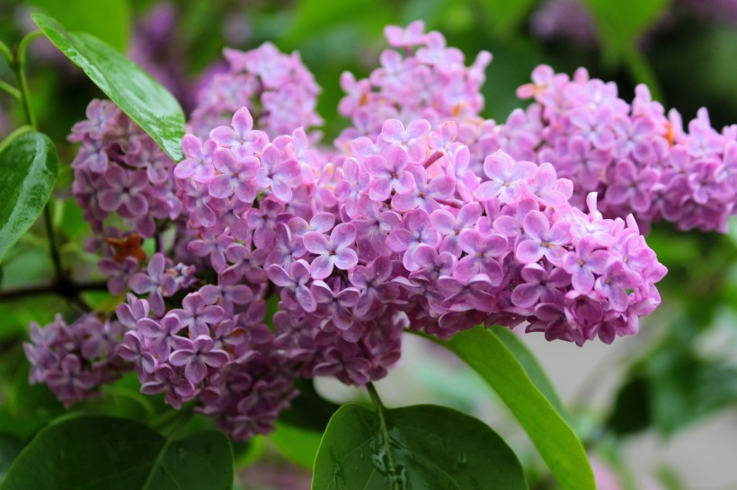 熱鬧盛開的丁香花圖片