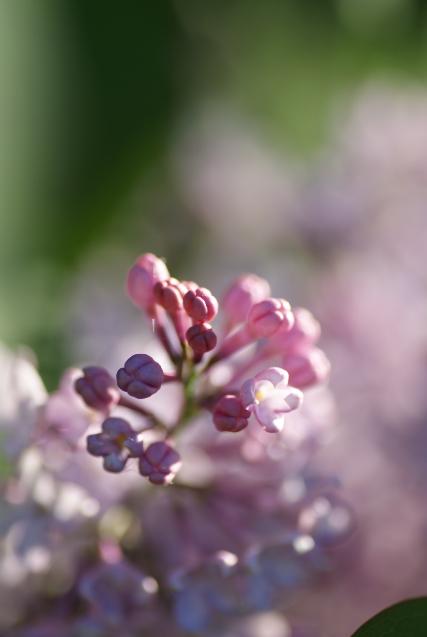 熱鬧盛開的丁香花圖片