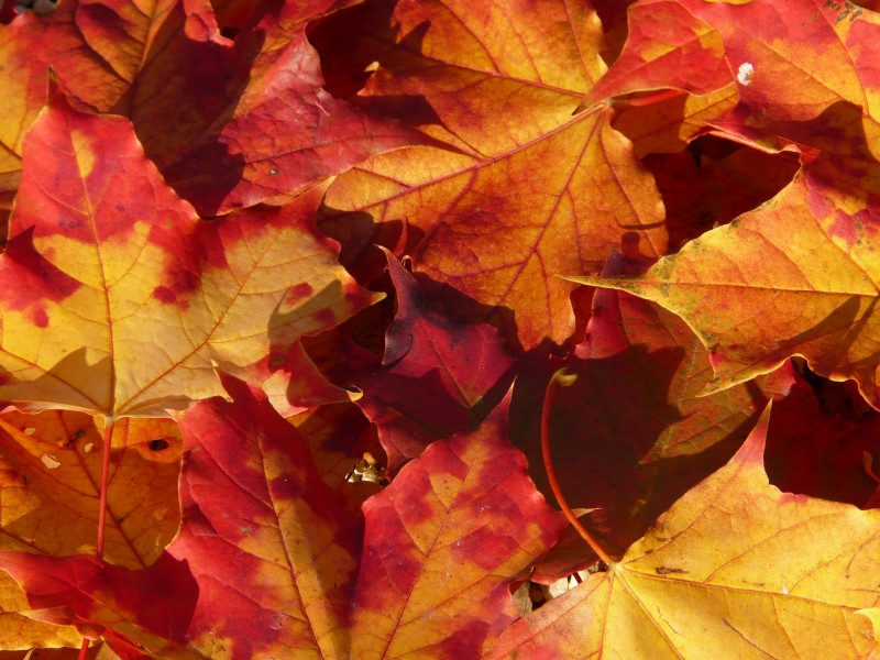 秋天唯美的紅色楓葉圖片