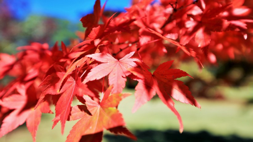 秋天唯美的紅色楓葉圖片