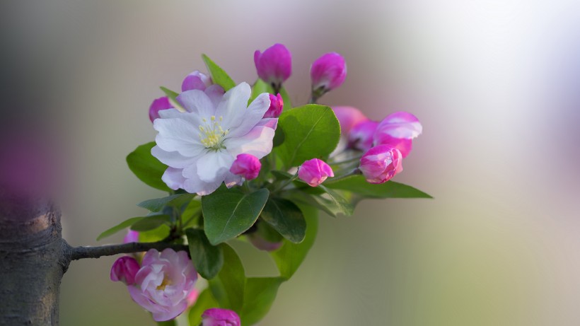 嬌豔清新并存的海棠花圖片