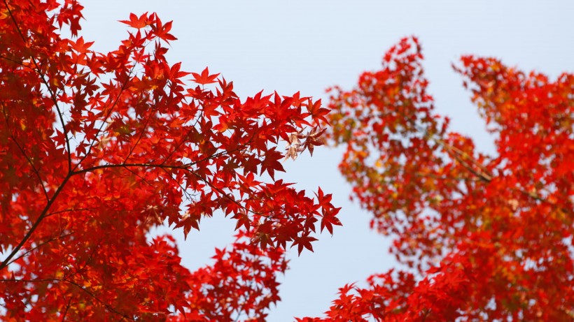 秋天紅色的樹葉圖片