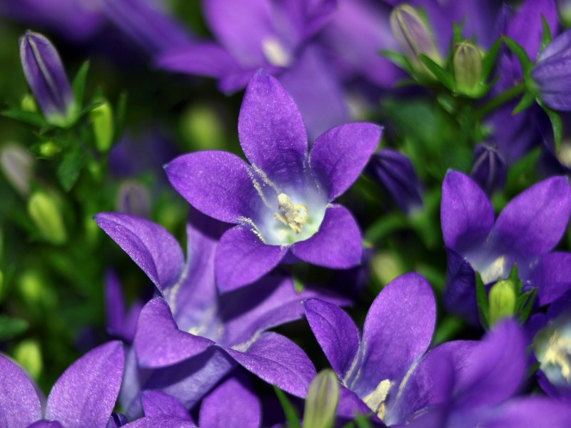 清新淡雅的紫色桔梗花圖片