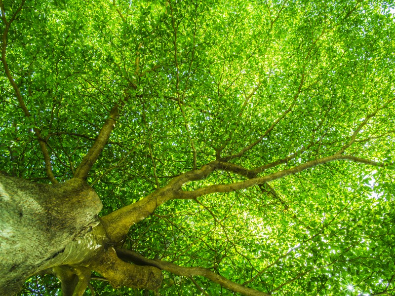 陽光下枝繁葉茂的大樹圖片