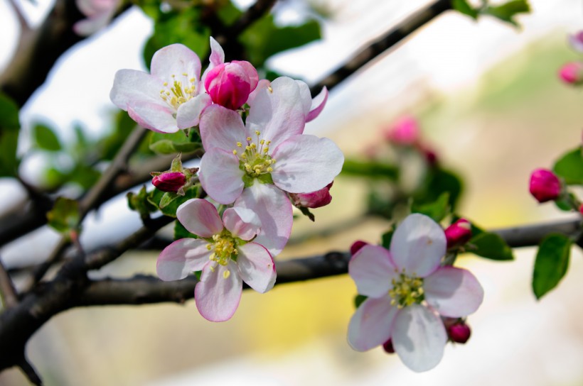 清香淡雅的蘋果花圖片