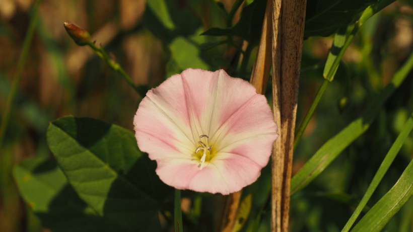 清新淡雅的牽牛花圖片