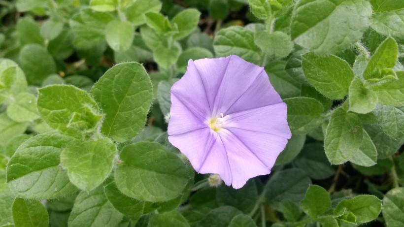 清新淡雅的牽牛花圖片