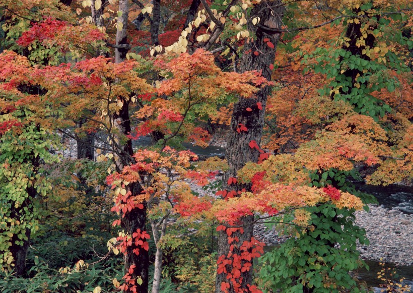 秋季風景圖片