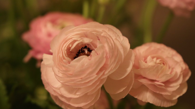 漂亮盛開的花毛茛圖片