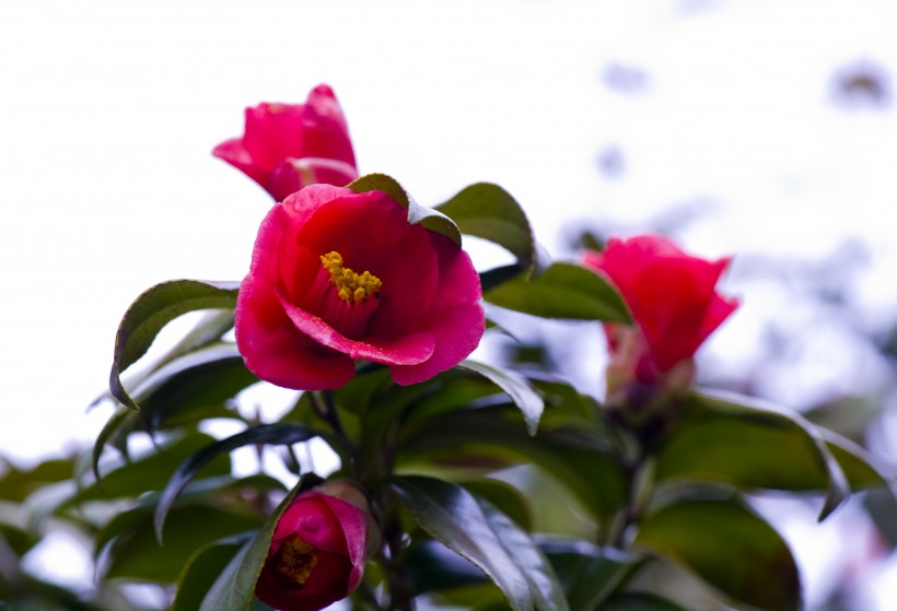 漂亮好看的山茶花圖片