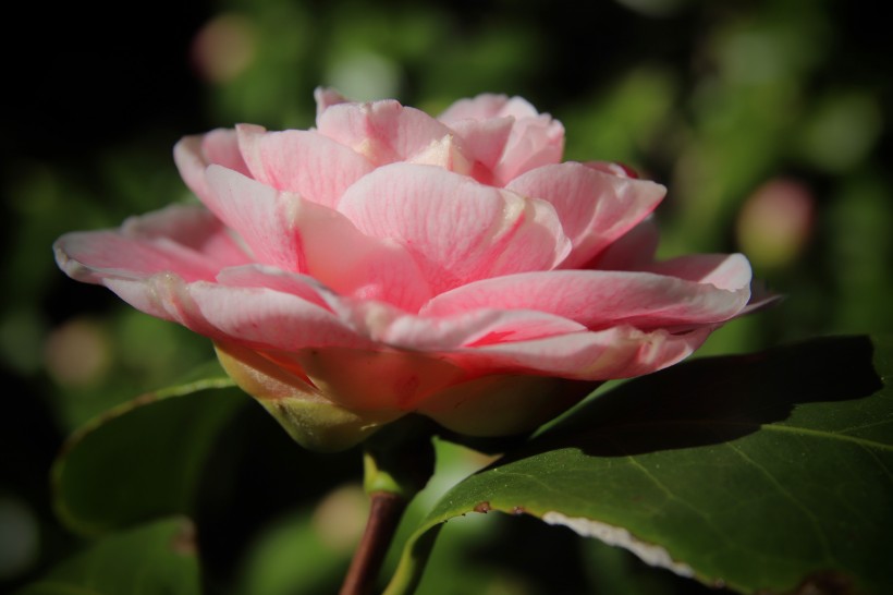 漂亮好看的山茶花圖片