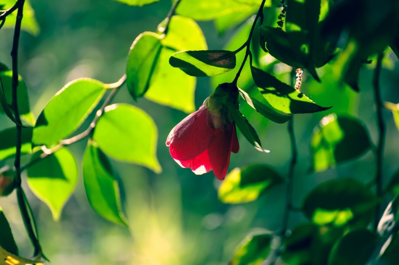 漂亮好看的山茶花圖片