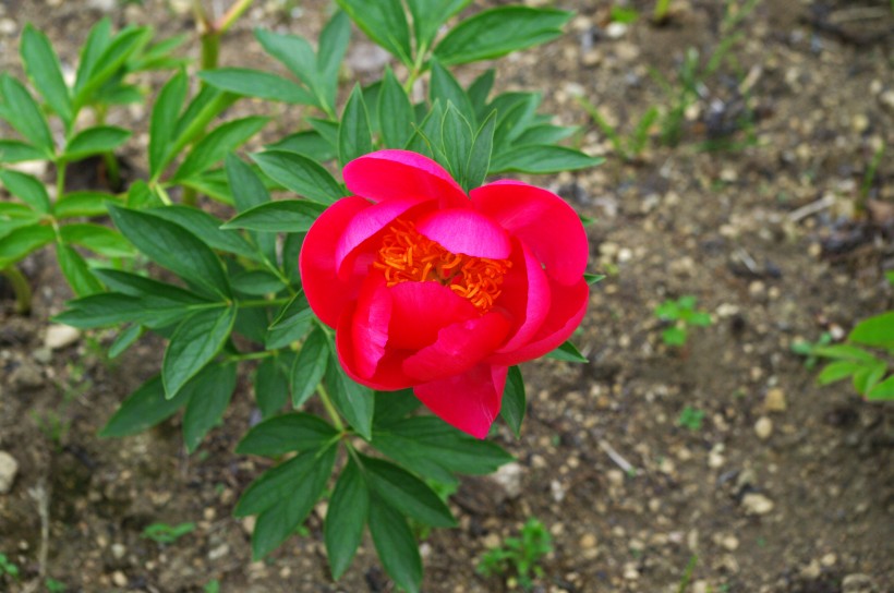 粉紅色嬌美的芍藥花圖片