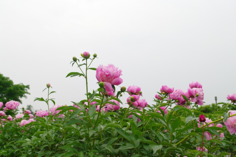 粉紅色嬌美的芍藥花圖片