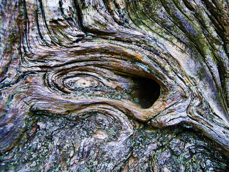 紋理粗糙的樹幹圖片