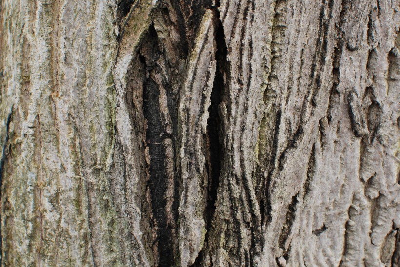 紋絡各異的樹皮圖片