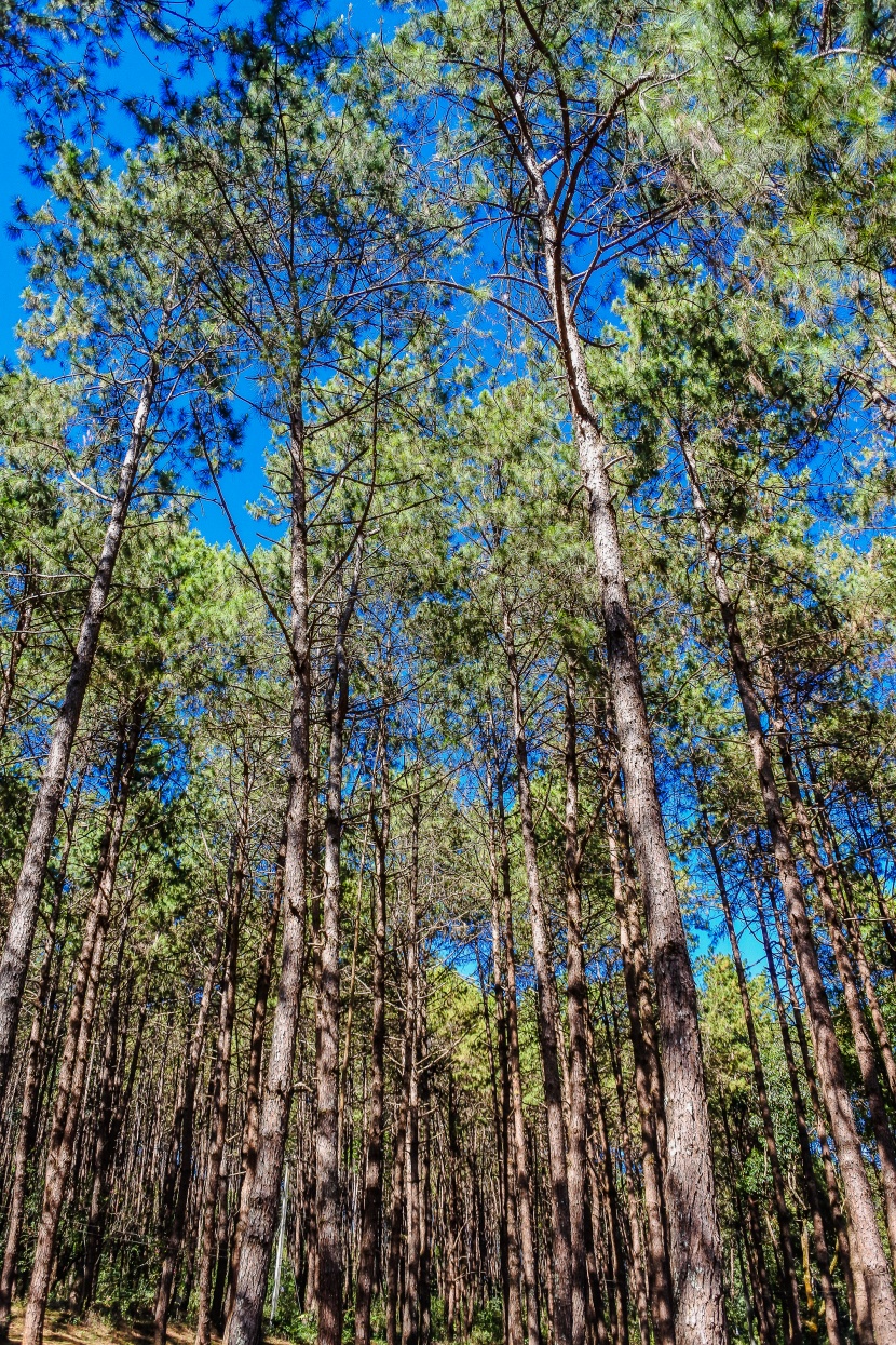 藍天下挺拔的松樹圖片