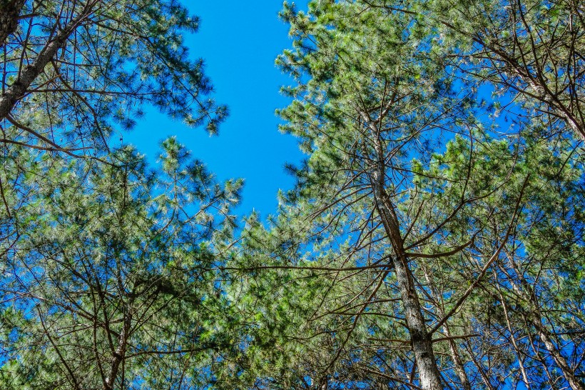 藍天下挺拔的松樹圖片