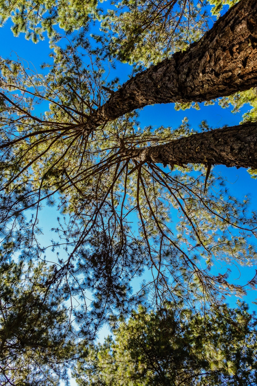 藍天下挺拔的松樹圖片