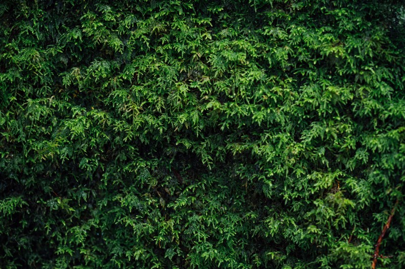 綠色叢生苔藓植物圖片